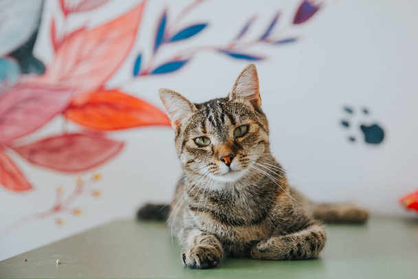 Чарівний кіт портрет взятий в приміщенні
. - Фото, зображення