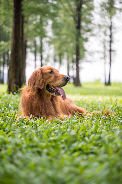 Golden Retriever playing in outdoor grass - Photo, image