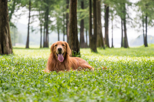 Golden Retriever playing in outdoor grass - Photo, Image