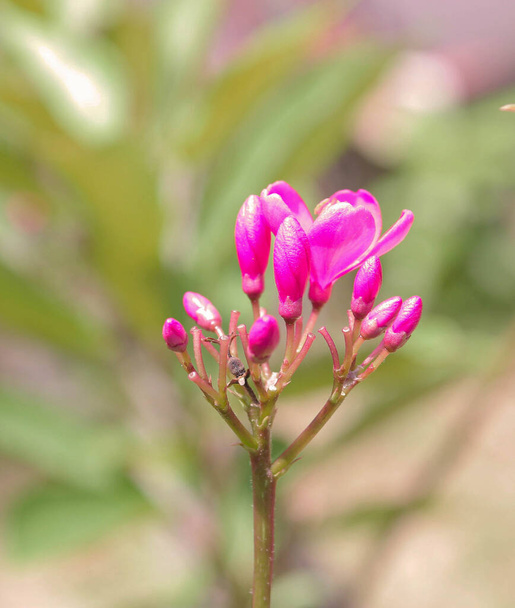 flor de champa roja laos flor nacional dok champa laos - Foto, Imagen
