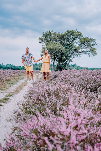 Hollanda 'da, Hilversum Veluwe Zuiderheide yakınlarında çiçek açan fundalık tarlaları, sabahları sisli ve sisli pembe mor fundalık tarlaları. - Fotoğraf, Görsel