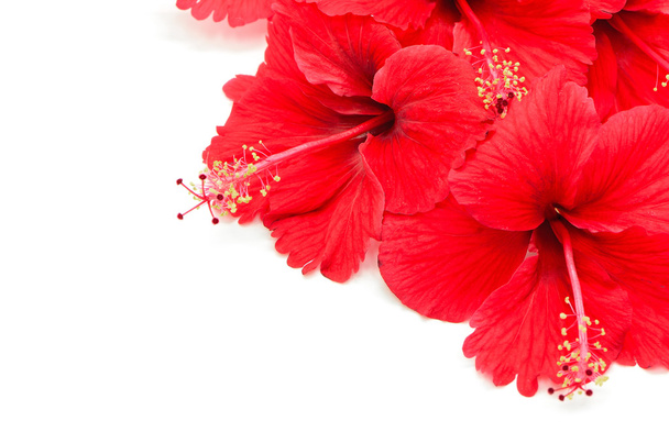 piros hibiszkusz - Fotó, kép