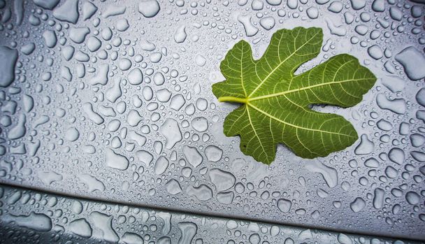 fig leaf on water drops background - Photo, Image