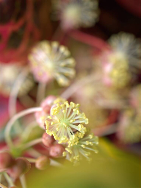 Detailní bílá růžová květina zahradní croton, Codiaeum variegatum rostlin v zahradě s rozmazaným pozadím, makro obraz, sladká barva pro design karty, měkké ostření - Fotografie, Obrázek