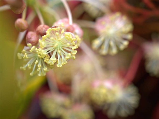 Closeup white pink flower of Garden croton ,Codiaeum variegatum plants in garden with blurred background ,macro image ,sweet color for card design ,soft focus - Photo, Image