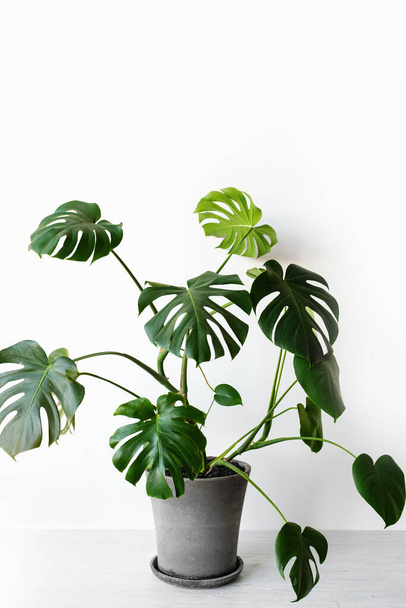 Monstera deliciosa or Swiss cheese plant in a gray concrete flower pot stands on a table on a white background.Hipster scandinavian style room interior. Empty white wall and copy space. - Fotografie, Obrázek