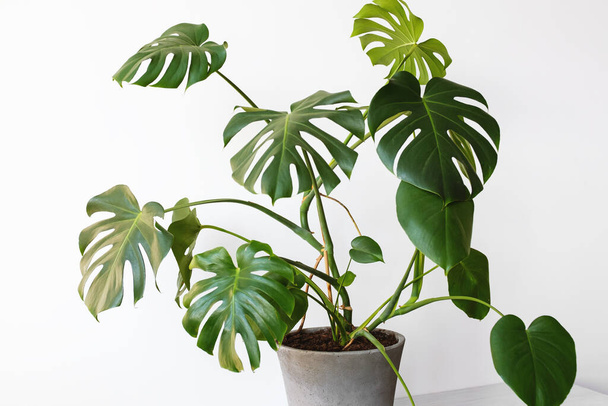 Monstera deliciosa or Swiss cheese plant in a gray concrete flower pot stands on a table on a white background.Hipster scandinavian style room interior. Empty white wall and copy space. - Photo, Image