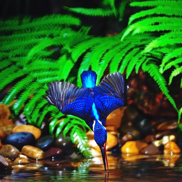 martin-pêcheur à oreilles bleues mâle
 - Photo, image