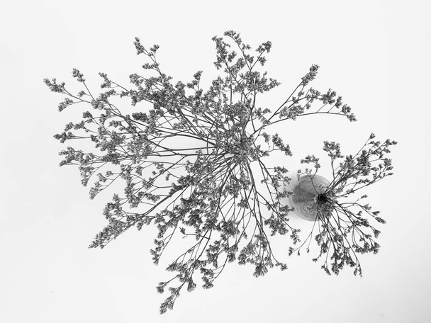 Fluffy tan pom pom plants bouquet on white background. Minimal floral holiday composition. Dry floral branch on white background. Flat lay, top view minimal neutral flower background. - Φωτογραφία, εικόνα