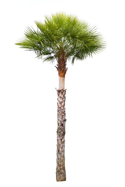 Carnauba Wax Palm tree - Photo, Image