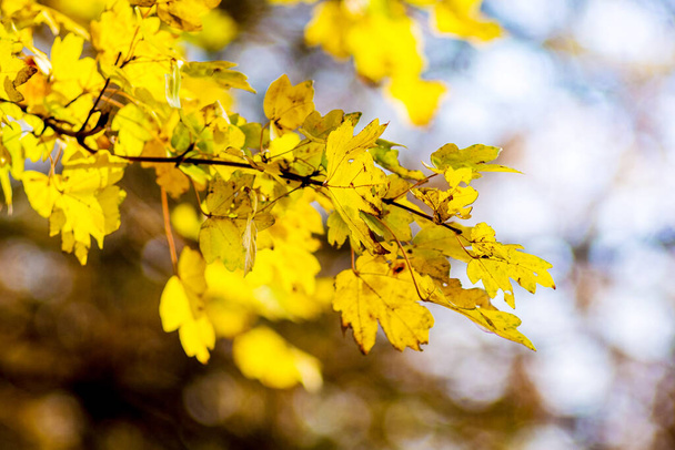 Yellow autumn leaves of maple on a tree in a forest in sunny weather - Fotografie, Obrázek