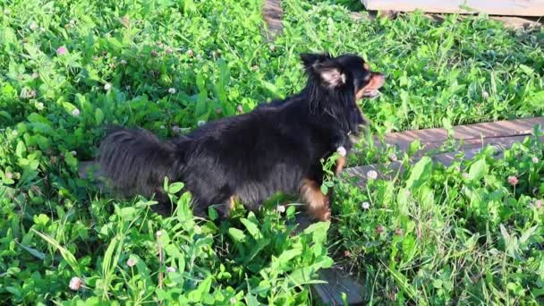 Long-haired toy Terrier stands on the green grass and looks into the distance - Séquence, vidéo