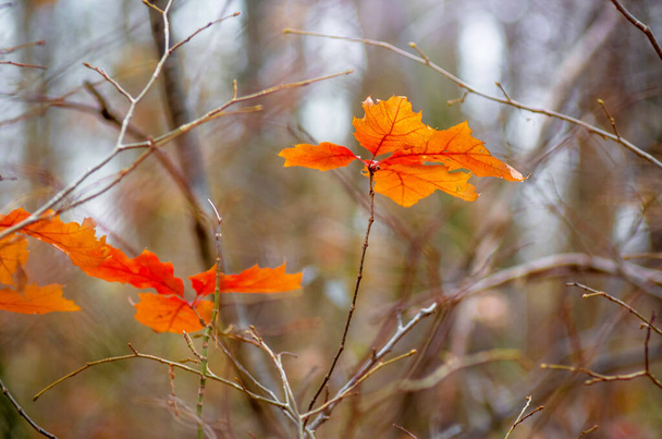 Ярко-оранжевые кленовые листья в осеннем лесу - Фото, изображение