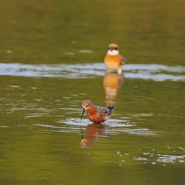 Kızıl kum kuşu - Fotoğraf, Görsel