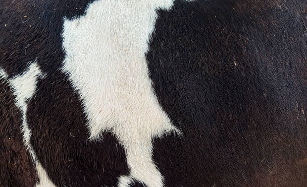 Pattern of a fur  - Photo, Image