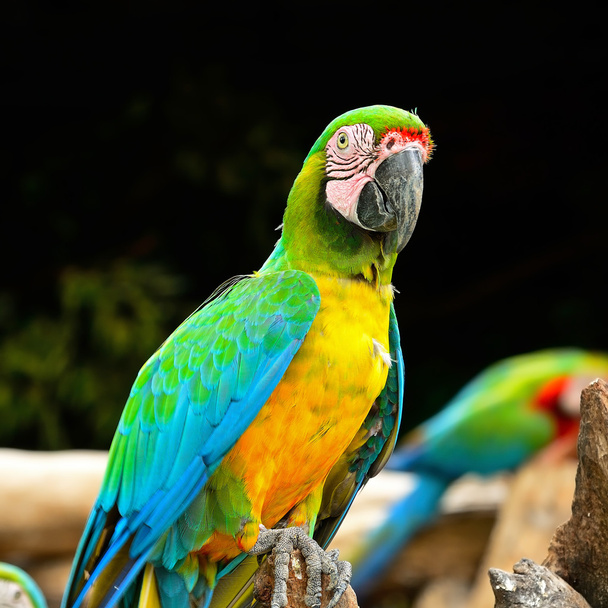 Greenwinged macaw - Photo, Image