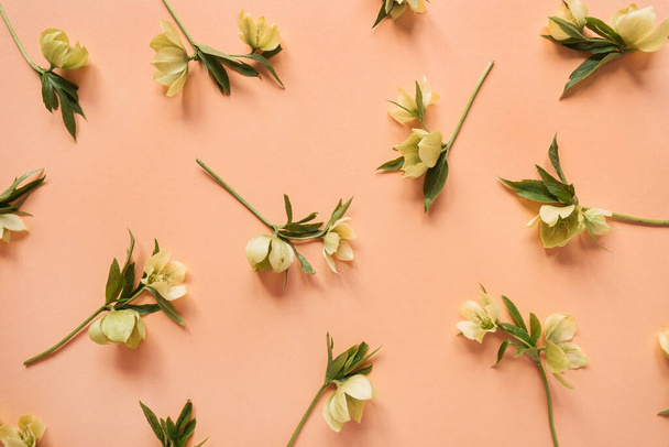 Floral composition with hellebore flowers pattern on peach salmon background. Flat lay, top view - Photo, Image