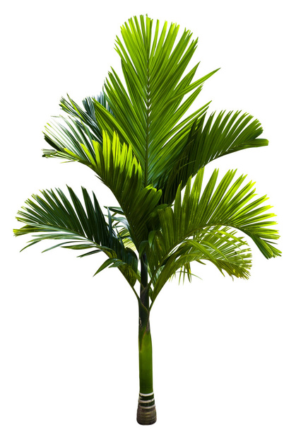 grüne Macarthur-Palme - Foto, Bild