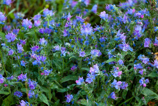 Campos de flores azules de verano. Fondo desenfoque floral, naturaleza de montaña - Foto, Imagen