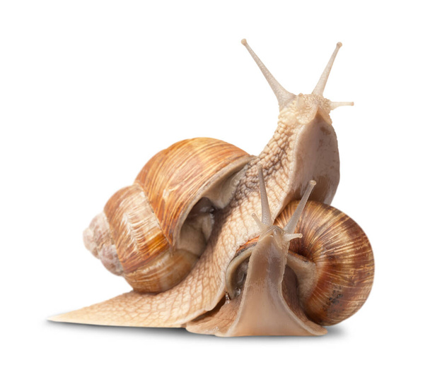 two big snails posing. isolated on white - Fotografie, Obrázek