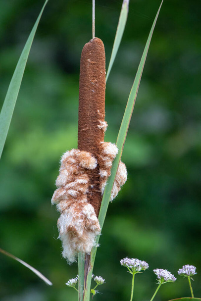 A cattail in a marsh starting to spread its fluff around. - Photo, Image