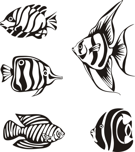 zbiór czarno-białych ryb tropikalnych - Wektor, obraz