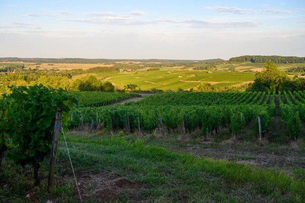 Green vineyards located on hills of  Jura French region ready to harvest and making red, white and special jaune wine, late sunmer in France - Zdjęcie, obraz