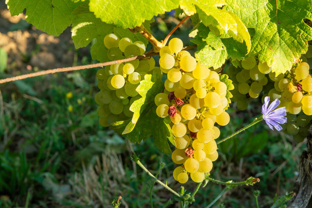 Grüne Weinberge auf den Hügeln des Jura Französisch Region, weiße wilde Trauben bereit für die Ernte und die Herstellung von weißen und besonderen jaune Wein, aus nächster Nähe - Foto, Bild