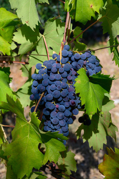 Reife rote Trauben wachsen auf Weinbergen in Kampanien, Süditalien, aus denen Rotwein aus nächster Nähe hergestellt wird - Foto, Bild