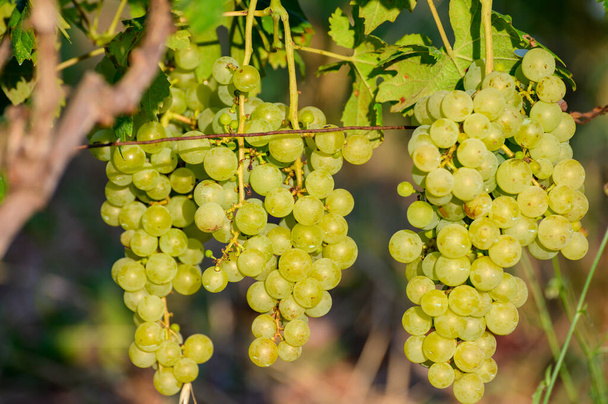 Ώριμα λευκά σταφύλια που καλλιεργούνται σε αμπελώνες στην Καμπανία της Νότιας Ιταλίας και χρησιμοποιούνται για την παραγωγή λευκού κρασιού κοντά - Φωτογραφία, εικόνα