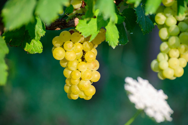 Uve bianche mature che crescono sui vigneti in Campania, Sud Italia utilizzate per la produzione di vino bianco da vicino - Foto, immagini