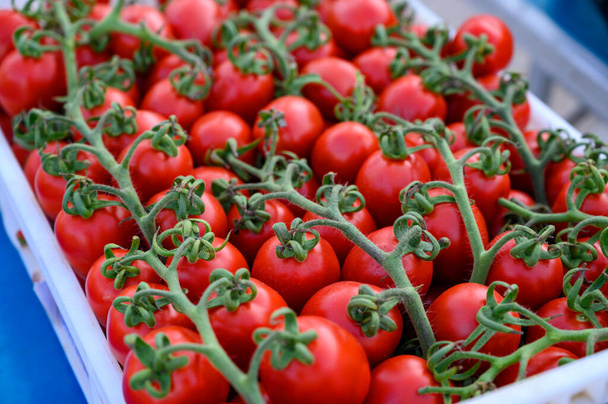 Sladké zralé červené italské cherry rajčata v krabici na farmářském trhu zblízka - Fotografie, Obrázek