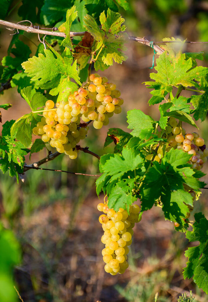 Uvas blancas maduras que crecen en viñedos en Campania, al sur de Italia, utilizadas para hacer vino blanco de cerca - Foto, imagen