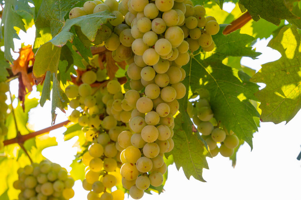 Dojrzałe białe winogrona rosnące na winnicach w Kampanii, na południu Włoch używane do produkcji białego wina z bliska - Zdjęcie, obraz