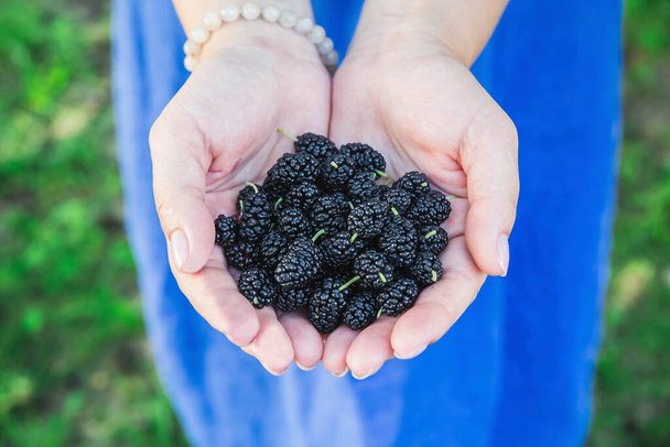 woman in blue dress holds a handful of ripe juicy mulberries in her palms - Foto, imagen