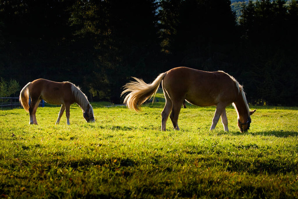 Caballos de campo libre, Oravice - Eslovaquia - Foto, Imagen