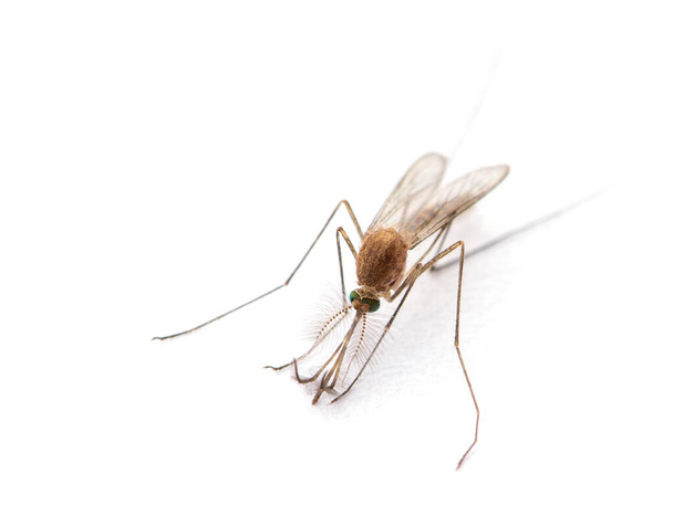 Супермакрос комара, ізольований на білому.. - Фото, зображення