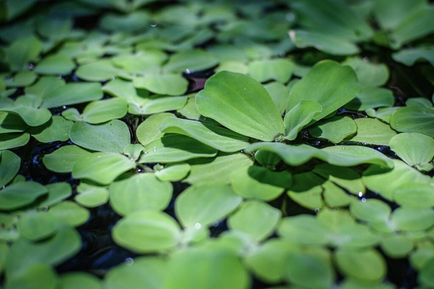 A felszínen úszó zöld levelű vízinövények - Fotó, kép