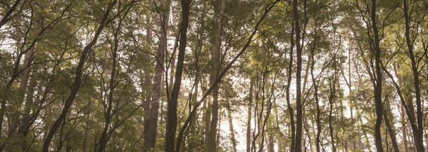 bosque verde en la madrugada durante el amanecer - Foto, Imagen