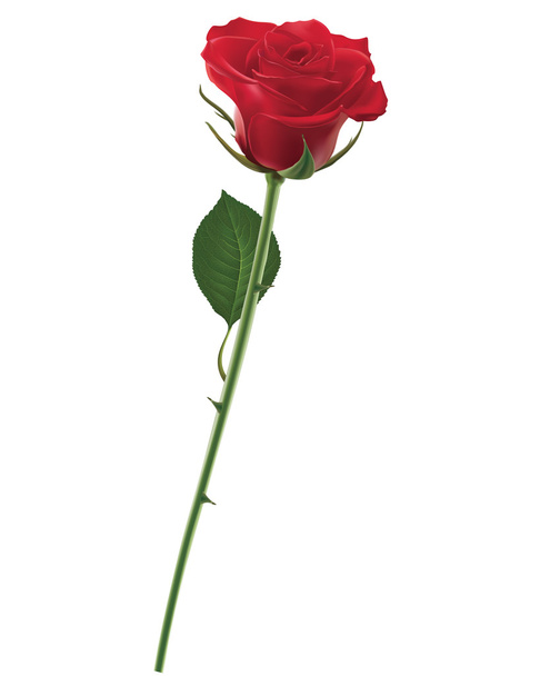 Rote Rose isoliert auf Weiß, Vektorabbildung - Vektor, Bild