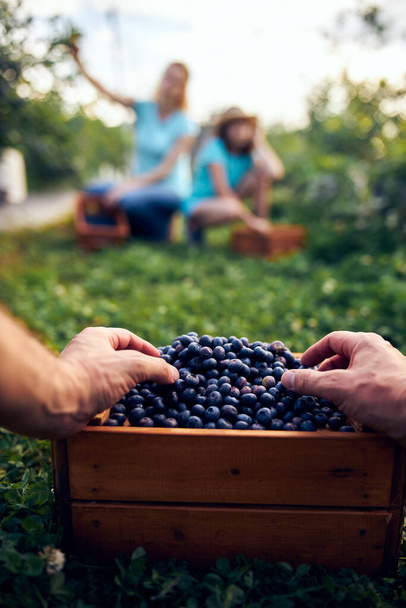 Récolte familiale moderne de bleuets dans une ferme biologique - concept d'entreprise familiale. - Photo, image