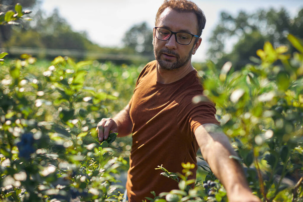 Rolnik pracujący i zbierający jagody w gospodarstwie ekologicznym - nowoczesna koncepcja biznesowa. - Zdjęcie, obraz