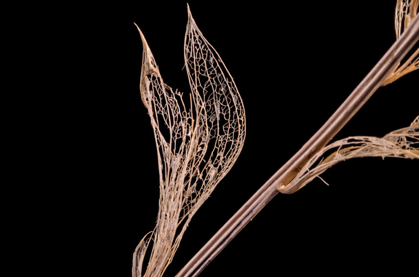 Rama con hojas muertas
 - Foto, Imagen