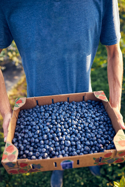 Rolnik pracujący i zbierający jagody w gospodarstwie ekologicznym - nowoczesna koncepcja biznesowa. - Zdjęcie, obraz