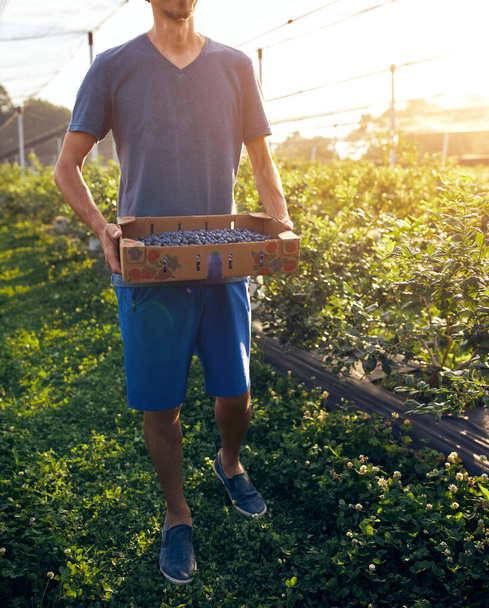 Agricultor trabalhando e colhendo mirtilos em uma fazenda orgânica - conceito de negócio moderno. - Foto, Imagem