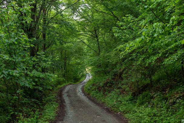 A winding path through a dense forest in Transylvania, Romania - Photo, Image