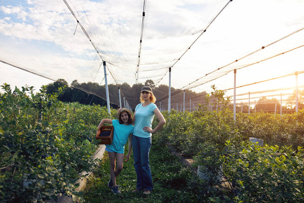 Modern aile organik bir çiftlikte yabanmersini topluyor. Aile mesleği kavramı.. - Fotoğraf, Görsel