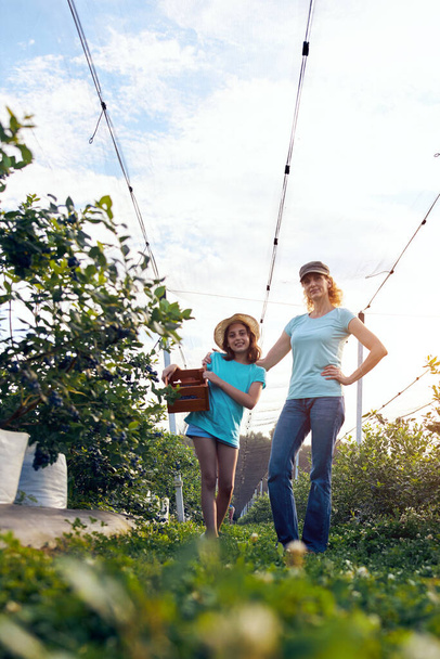 Nowoczesna rodzina zbierająca jagody w gospodarstwie ekologicznym - koncepcja rodzinna. - Zdjęcie, obraz