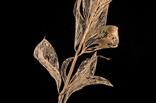 Ramo con foglie di deads
 - Foto, immagini