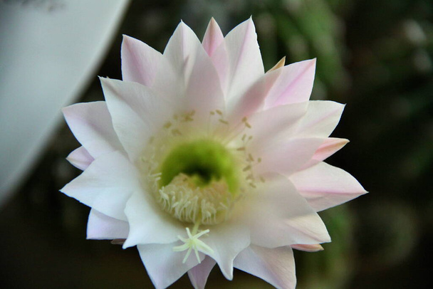 Thaise antivirus pinl lotus bloem - Foto, afbeelding